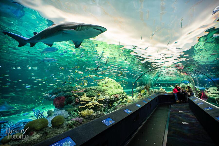 Toronto Aquarium